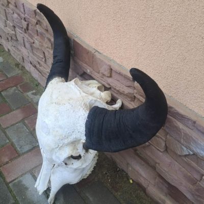 Bivaly koponya