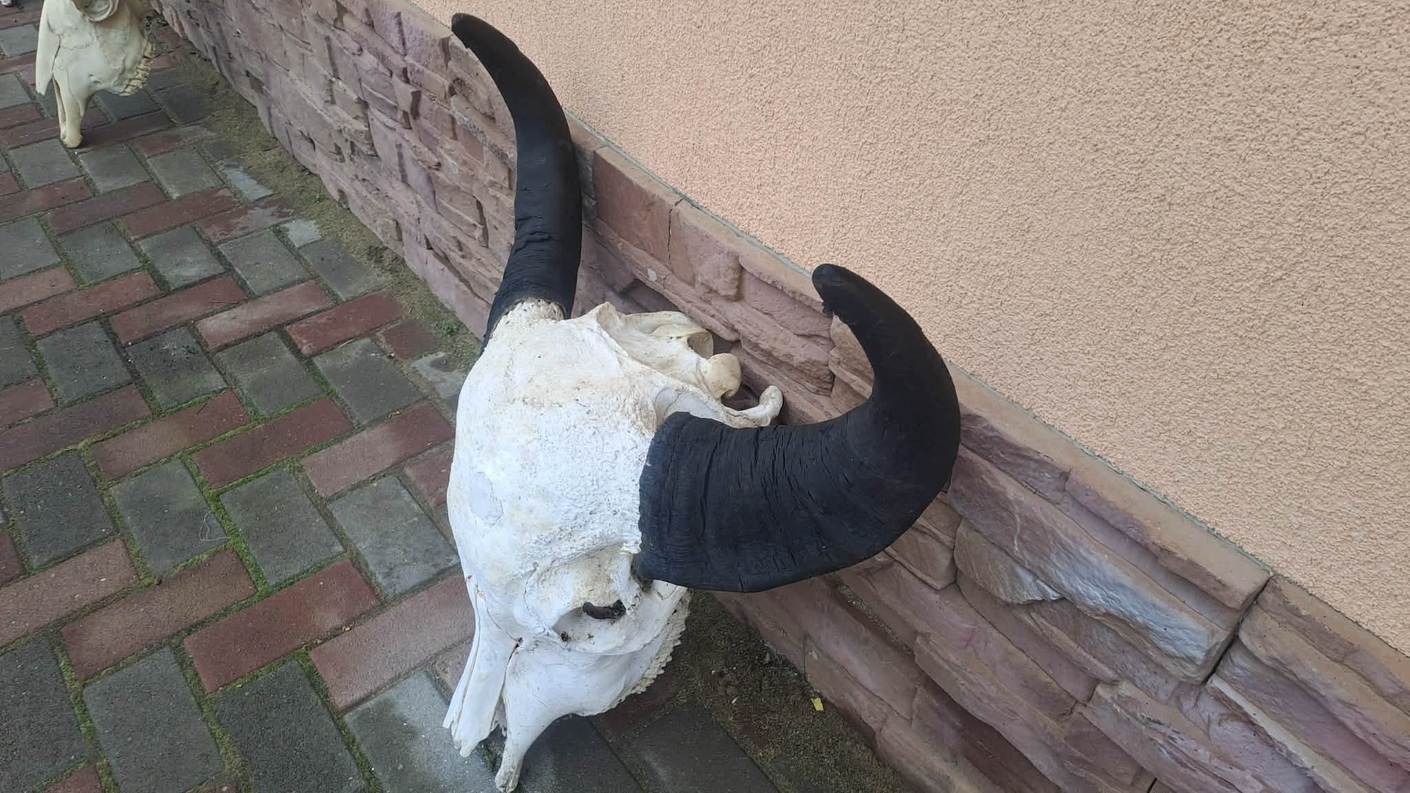 Bivaly koponya