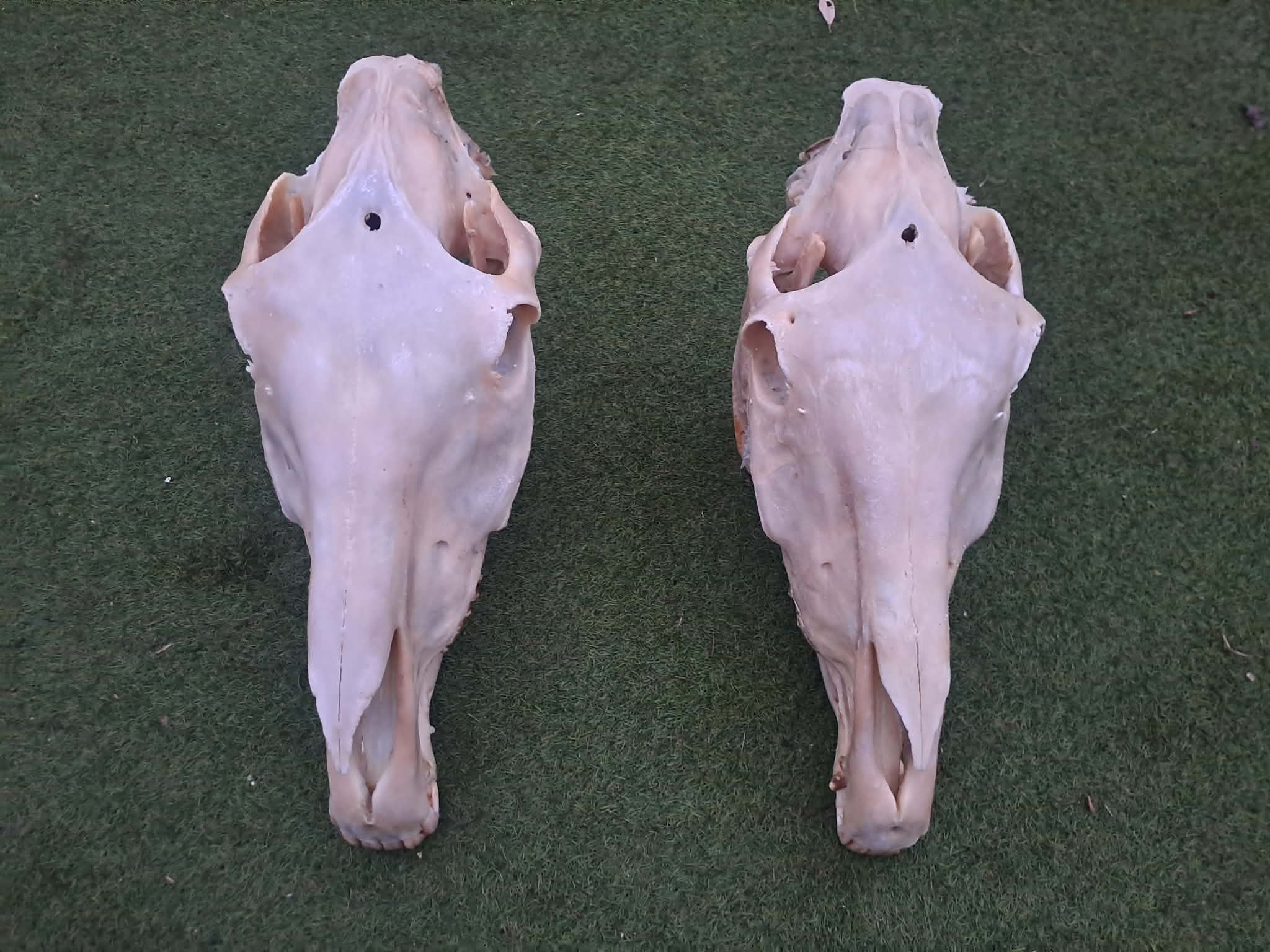 Lókoponya - Image 2